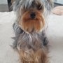 yelp profile picture yorkie on bed